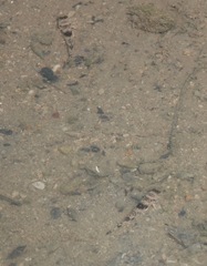 Yongeichthys nebulosus