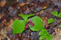 Trillium erectum erectum