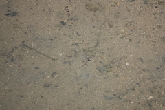 Yongeichthys nebulosus