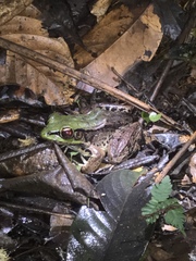 Lithobates palmipes