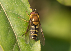 Syrphus phaeostigma
