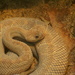 Aruba Island Rattlesnake - Photo (c) Bethany Weeks, some rights reserved (CC BY-NC-SA)