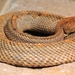 Aruba Island Rattlesnake - Photo (c) OZinOH, some rights reserved (CC BY-NC)