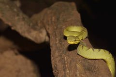 Craspedocephalus gramineus