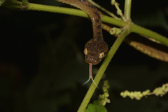 Boiga beddomei