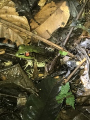 Lithobates palmipes