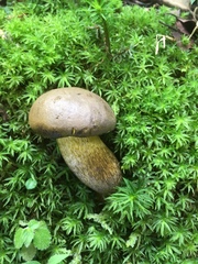 Retiboletus flavoniger