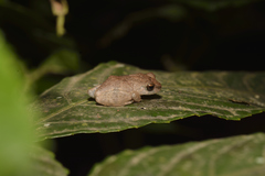 Raorchestes