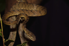 Boiga