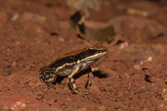 Hydrophylax bahuvistara