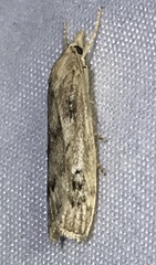 Occidentalia comptulatalis