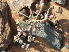 Pelargonium crassicaule