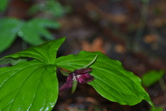 Trillium erectum erectum