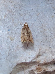 Helcystogramma hystricella