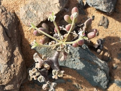 Pelargonium crassicaule