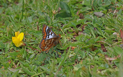 Euphydryas cynthia