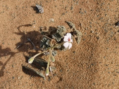 Pelargonium crassicaule