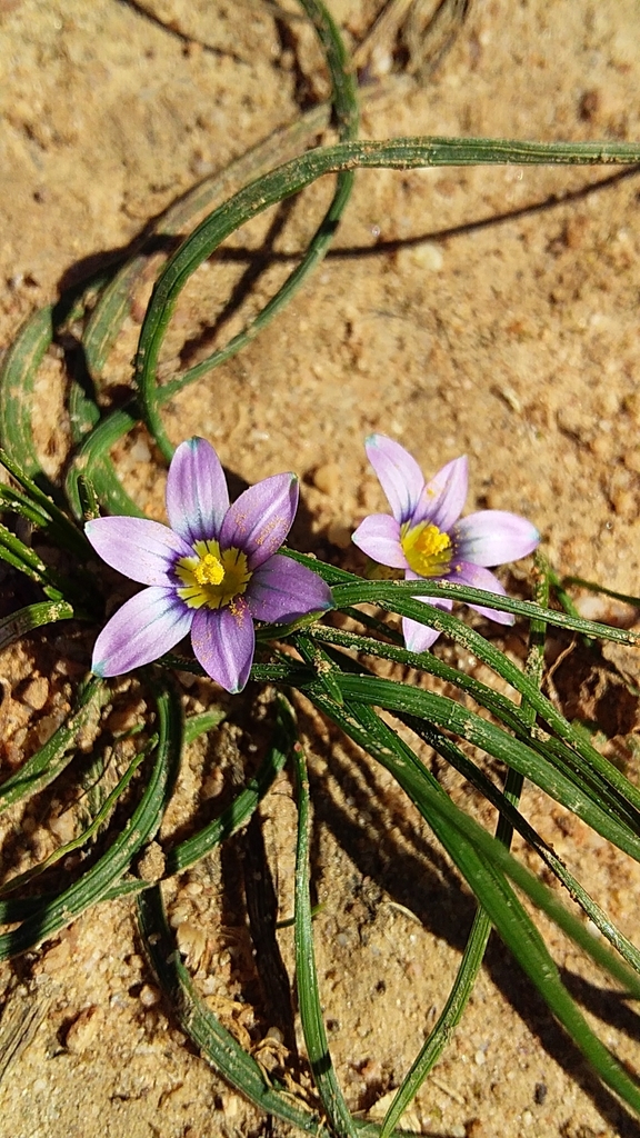 Small Flowered Onion Grass Cape Bulbs 3 · Inaturalist