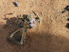 Pelargonium crassicaule