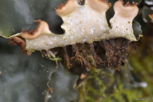 horizontal pelt lichen