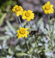 Bombus californicus
