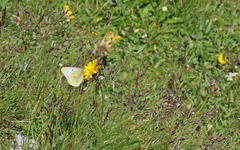 Colias phicomone