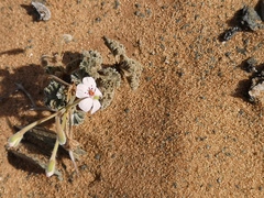 Pelargonium crassicaule