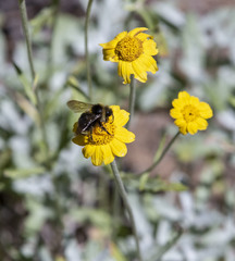 Bombus californicus