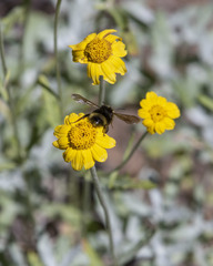 Bombus californicus