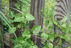 Clematis