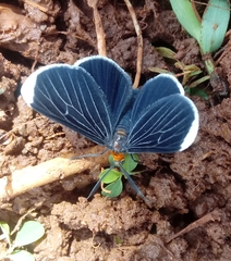 Melanchroia chephise