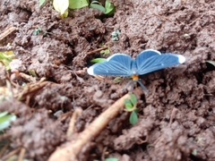 Melanchroia chephise