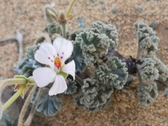 Pelargonium crassicaule