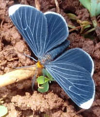 Melanchroia chephise