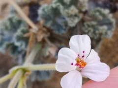 Pelargonium crassicaule