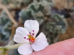 Pelargonium crassicaule