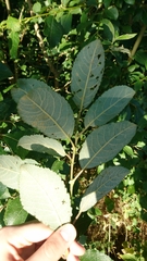 Salix caprea