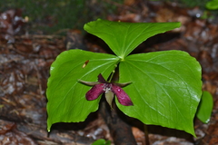 Trillium erectum erectum