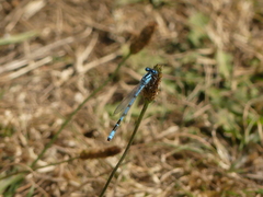 Enallagma cyathigerum