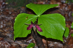 Trillium erectum erectum