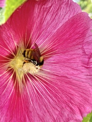 Bombus borealis image