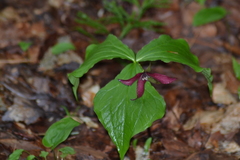 Trillium erectum erectum