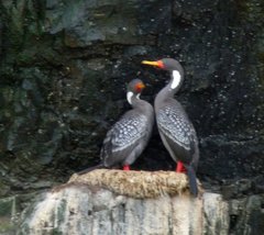 Poikilocarbo gaimardi