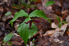 Trillium erectum erectum