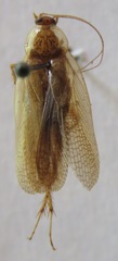 Imblattella chagrensis