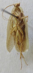 Imblattella chagrensis