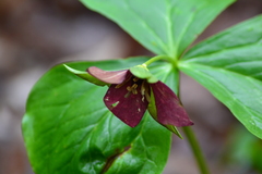 Trillium erectum erectum