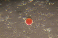 Haematococcus lacustris