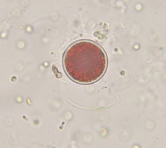 Haematococcus lacustris