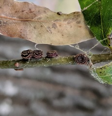 Kokkocynips difficilis